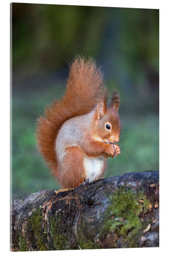 Akrylbilde Red squirrel (Sciurus vulgaris)