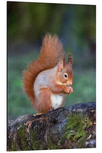 Aluminium print Red squirrel (Sciurus vulgaris)