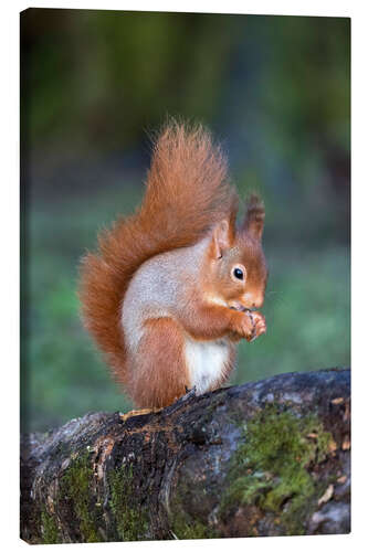 Canvas print Red squirrel (Sciurus vulgaris)