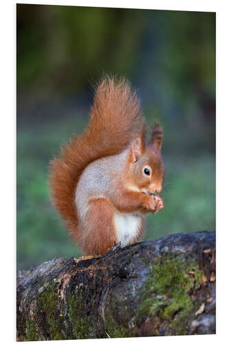 Foam board print Red squirrel (Sciurus vulgaris)