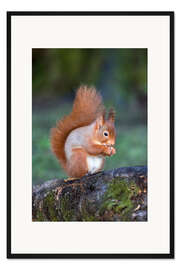 Gerahmter Kunstdruck Eichhörnchen (Sciurus vulgaris)