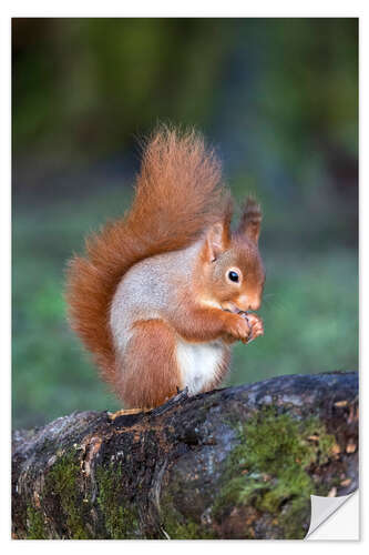 Selvklebende plakat Red squirrel (Sciurus vulgaris)