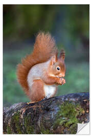 Selvklebende plakat Red squirrel (Sciurus vulgaris)