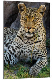 Aluminium print Leopard resting in the shade