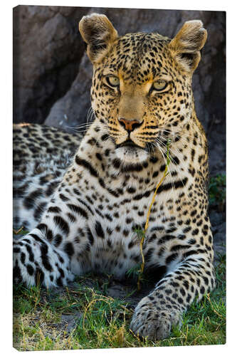 Canvas print Leopard resting in the shade