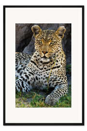 Gerahmter Kunstdruck Leopard, der im Schatten ruht