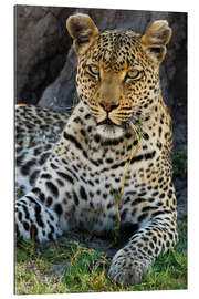 Gallery Print Leopard, der im Schatten ruht