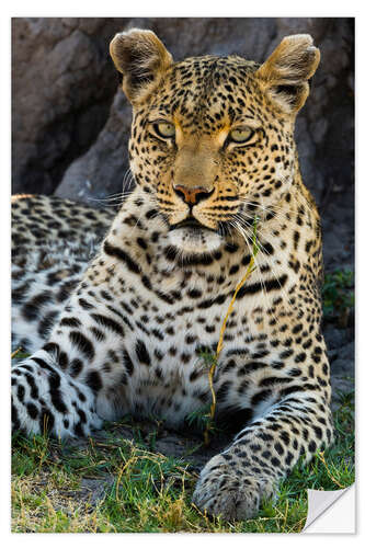 Wall sticker Leopard resting in the shade