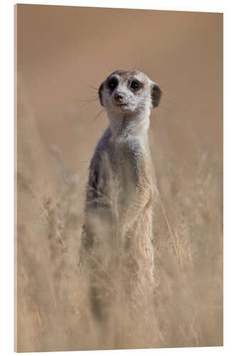 Acrylic print Curious meerkat