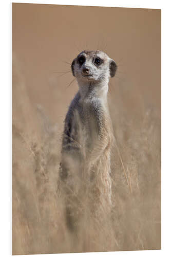 Foam board print Curious meerkat