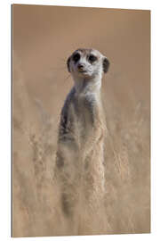 Gallery print Curious meerkat