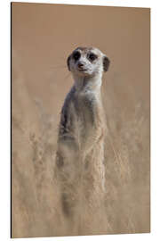 Magnettafel Neugieriges Erdmännchen