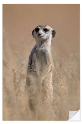 Naklejka na ścianę Curious meerkat