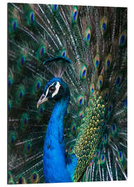 Aluminium print Indian Peacock