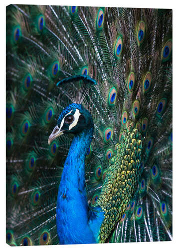 Stampa su tela Indian Peacock (Pavo Cristatus) plumage display in the grounds of Barcelona Zoo, Catalonia, Spain, E