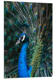 Foam board print Indian Peacock