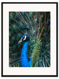 Gerahmter Kunstdruck Indischer Pfau