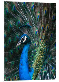 Gallery print Indian Peacock