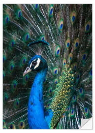 Sisustustarra Indian Peacock