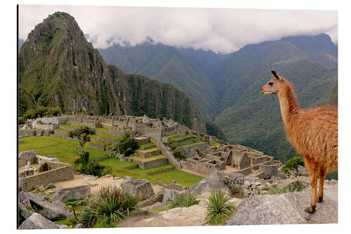 Tableau en aluminium Lama regardant le Machu Picchu