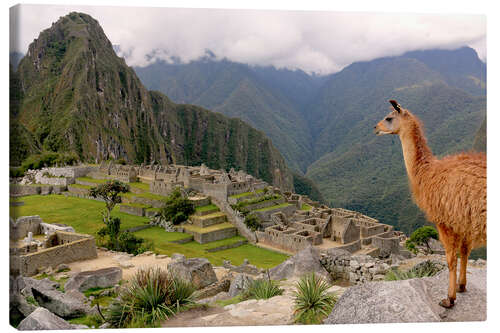 Canvas print Lama looks at Machu Picchu