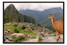 Gerahmter Kunstdruck Lama schaut Machu Picchu