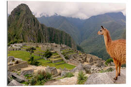 Gallery print Lama looks at Machu Picchu