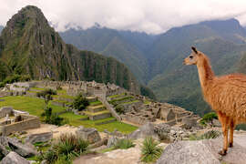 Magnettafel Lama schaut Machu Picchu