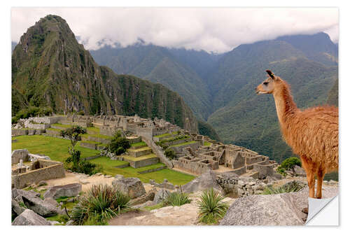 Naklejka na ścianę Lama looks at Machu Picchu