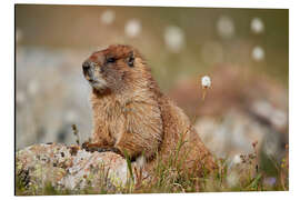 Aluminium print Marmot