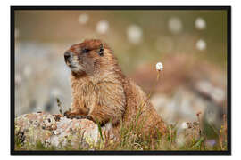 Gerahmter Kunstdruck Murmeltier