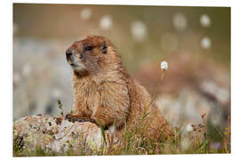 Foam board print Marmot