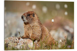 Gallery print Marmot