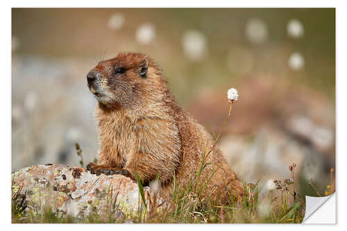 Naklejka na ścianę Marmot