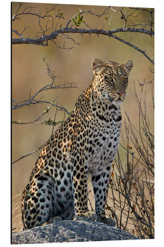 Aluminium print Leopard perched on its rock