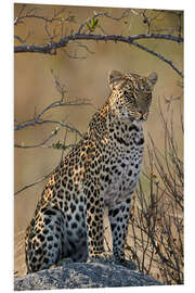 Foam board print Leopard perched on its rock