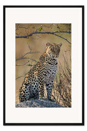 Gerahmter Kunstdruck Leopard thront auf seinem Fels