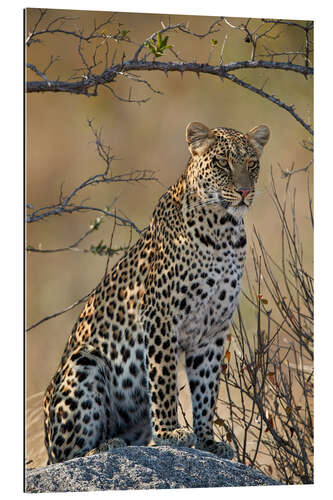 Galleriataulu Leopard perched on its rock