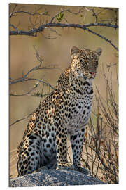 Gallery print Leopard perched on its rock