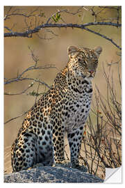 Wall sticker Leopard perched on its rock