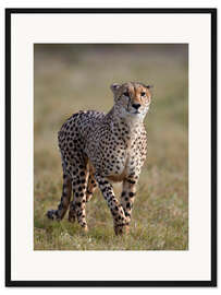 Gerahmter Kunstdruck Wachsamer Gepard