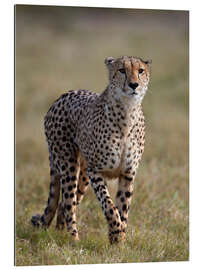 Gallery print Watchful cheetah