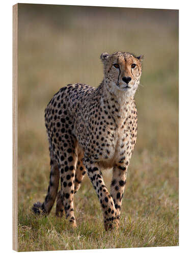 Quadro de madeira Watchful cheetah