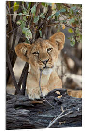 Aluminium print Lion cub chews on twig