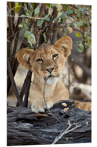 Foam board print Lion cub chews on twig