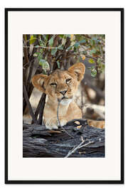 Gerahmter Kunstdruck Löwenjunges