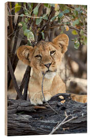 Quadro de madeira Lion cub chews on twig