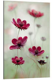 Magnettafel Weinrote Kosmeen