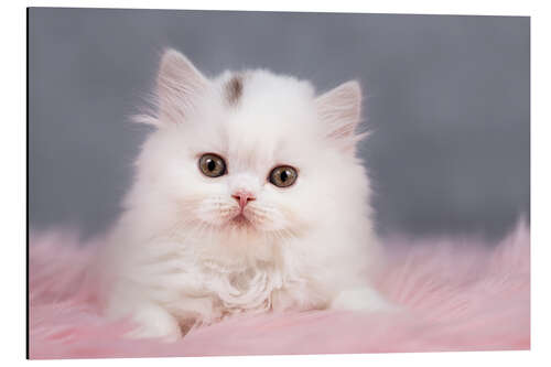 Aluminium print British longhair cat baby in white