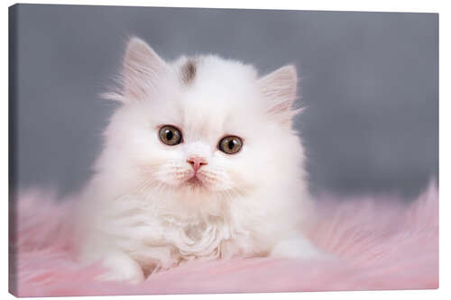 Lienzo British longhair cat baby in white